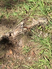 Sympetrum sanguineum