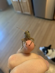 Melanoplus differentialis