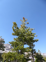 Quinquefoliae