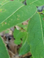 Parapoynx badiusalis