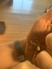 Melanoplus differentialis