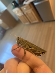 Melanoplus differentialis