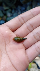 Thiaridae