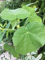 Abutilon theophrasti