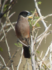 Brunhilda charmosyna