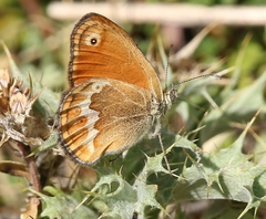 Coenonympha corinna