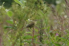 Acrocephalus scirpaceus