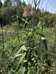 Phragmites australis altissimus