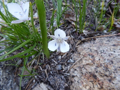 Calochortus minimus