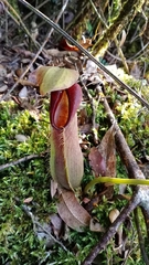 Nepenthes spathulata