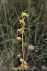 Ophrys fusca funerea