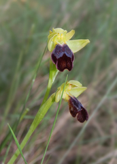 Ophrys fusca funerea