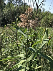 Phragmites australis altissimus