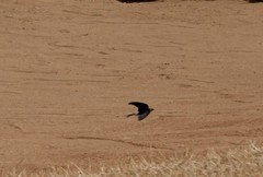 Pseudhirundo griseopyga