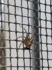 Oxyopes occidens