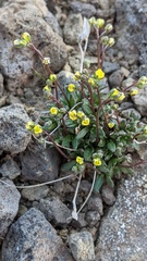 Draba crassifolia