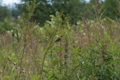 Acrocephalus scirpaceus