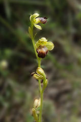 Ophrys fusca funerea