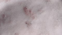 Chlamydomonas nivalis