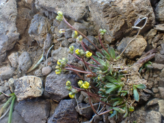 Draba crassifolia