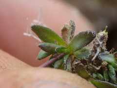 Draba crassifolia