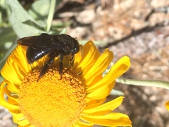 Xylocopa californica arizonensis