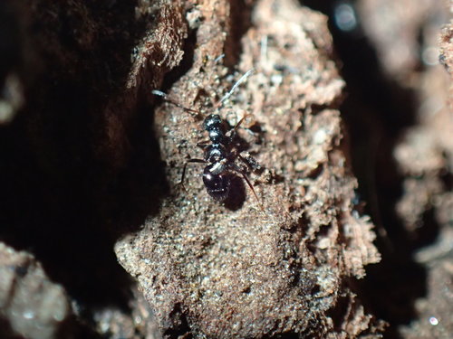 Lepisiota submetallicaLepisiota submetallica