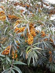 Hippophae rhamnoides