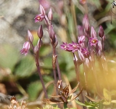 Allium parciflorum