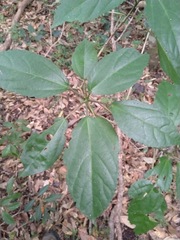 Dendrocnide photiniiphylla