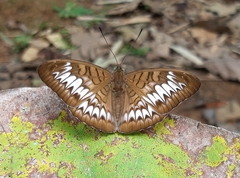 Tanaecia pelea