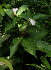 Costus phyllocephalus image