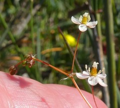 Pharnaceum aurantium