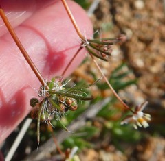 Pharnaceum aurantium