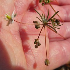 Pharnaceum aurantium