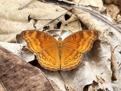 Junonia hedonia