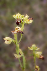 Ophrys fusca funerea