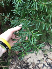 Gompholobium latifolium
