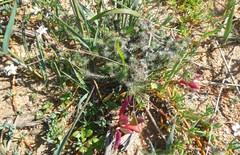 Pharnaceum aurantium