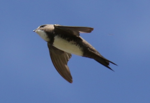 Alpine Swift