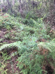 Gompholobium latifolium