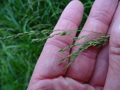 Torreyochloa pallida