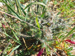 Pharnaceum aurantium