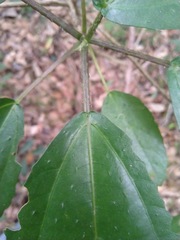 Dendrocnide photiniiphylla