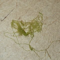 Hydrodictyon reticulatum