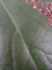 Dendrocnide photiniiphylla