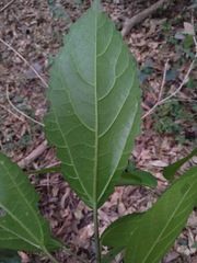 Dendrocnide photiniiphylla