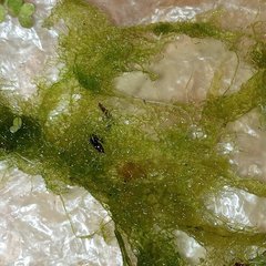 Hydrodictyon reticulatum