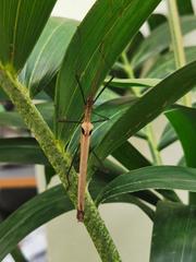 Pseudophasma phthisicum