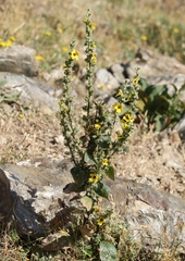 Verbascum conocarpum